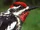 Red-naped Sapsucker