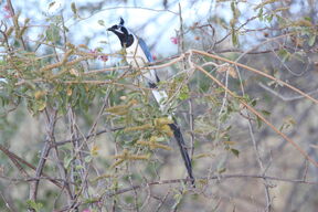 Black-throated Magpie-Jay flying