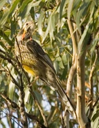 Yellow Wattlebird 2.jpg (831 KB) Anthochaera paradoxa, Yellow Wattlebird