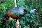 Male Ocellated Turkey, Meleagris ocellata