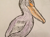 Black Pelican