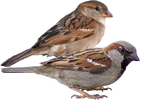 House Sparrow