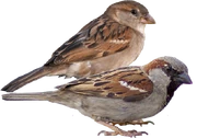 House Sparrow