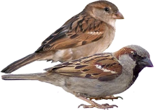 House Sparrow
