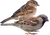 House Sparrow