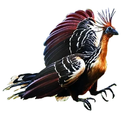 Hoatzin