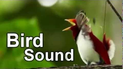 Bird song