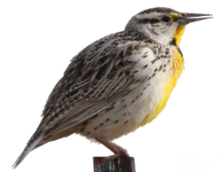 Lilian's Meadowlark1