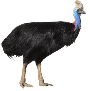 Southern Cassowary