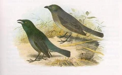 Tasman Starling
