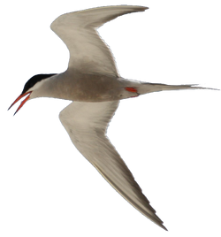 White-cheeked Tern