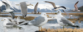 Common Gull