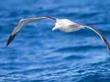 Albatross