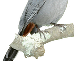 Ribbon-tailed Astrapia