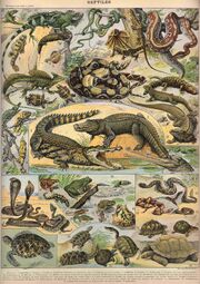 Reptile003d