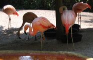 Sunken Gardens Chilean flamingoes