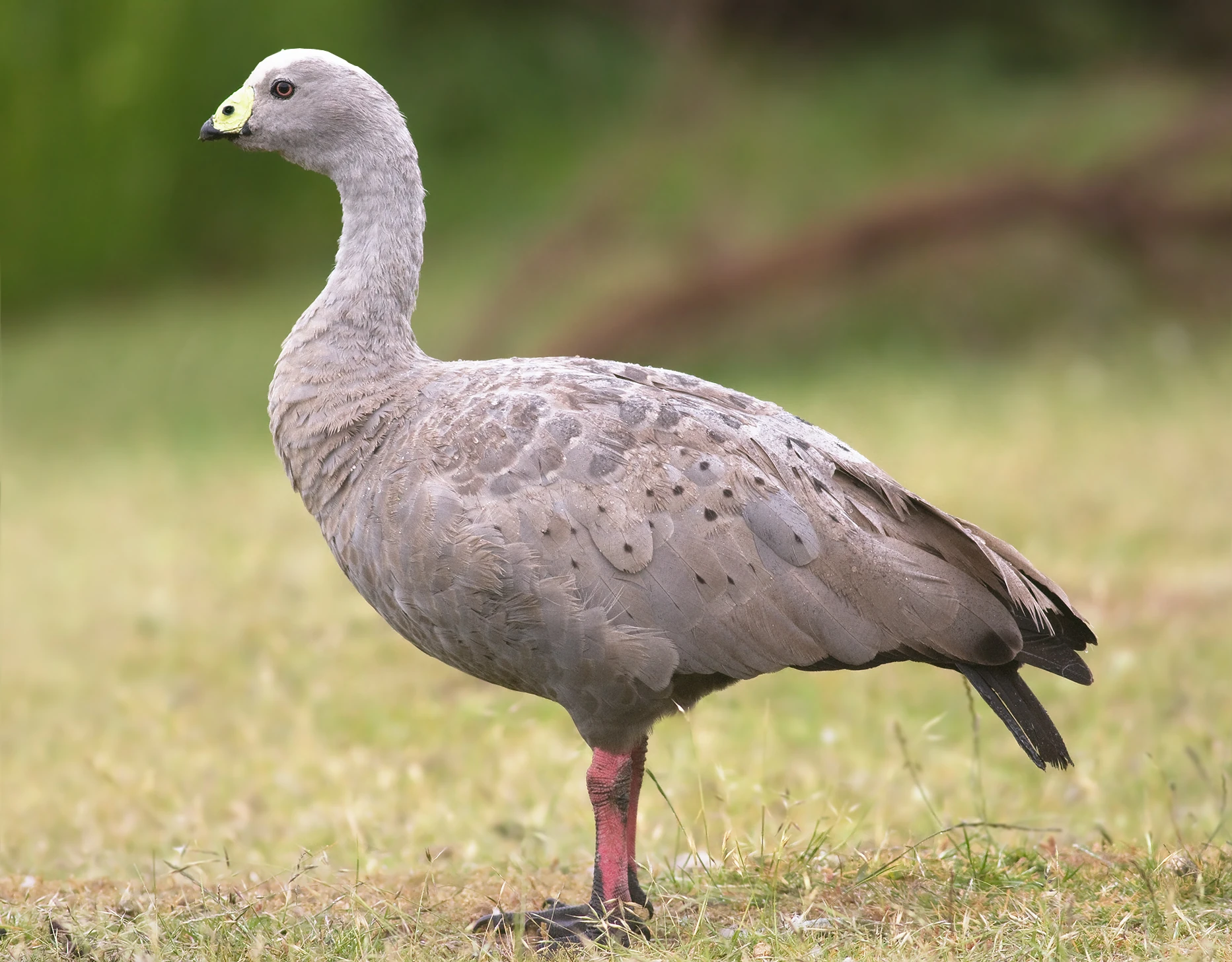Goose | All Birds Wiki | Fandom