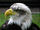 Bald.eagle.closeup.arp-sh.750pix.jpg