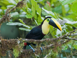 Typical toucan