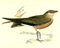 Glareola ocularis 1868