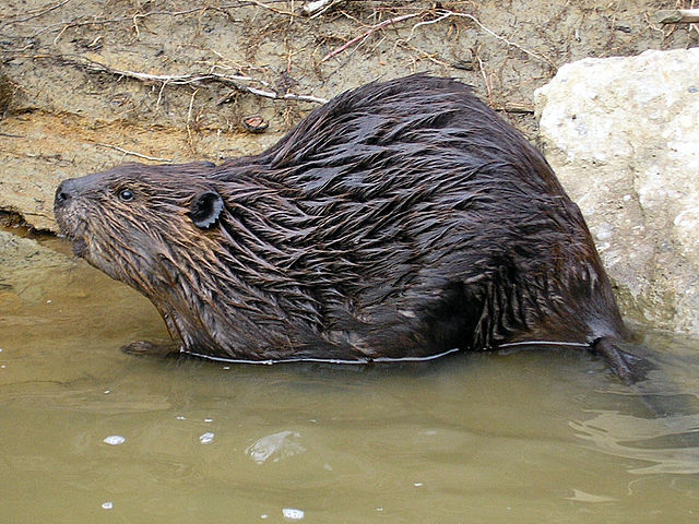 north american mammals list