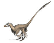 Up to 2 m-long Velociraptor was likely feathered and roamed the late Cretaceous.