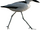 Crab Plover.png
