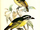 Yellow-throated Tinkerbird