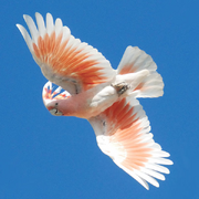 A pink and white coloured cockatoo with a raised crest flying against a background of blue sky