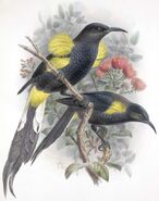 Moho nobilis
