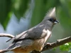 Mousebird