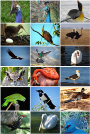 Bird Diversity 2011