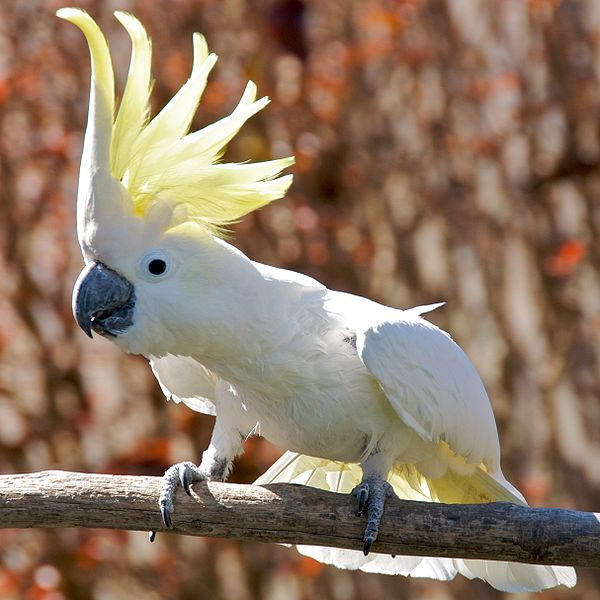 rare blue cockatoo