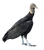 Black Vulture