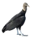 Black Vulture