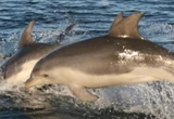 Two Burrunan Dolphins.