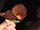 Collared Puffbird