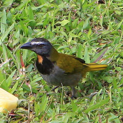 Scalloped antbird - Wikipedia