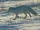 Arctic Fox