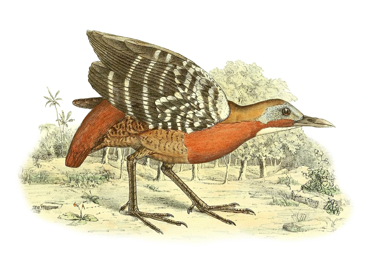 Canirallus All Birds Wiki Fandom