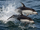 Pacific White-sided Dolphin