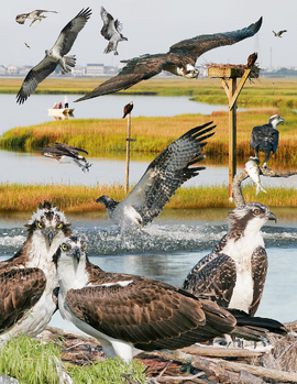 Osprey From The Crossley ID Guide Eastern Birds