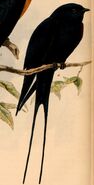 Hirundo atrocaerulea 1884