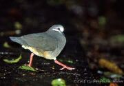 Olive-backed quail dove