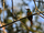 White-chinned Jacamar