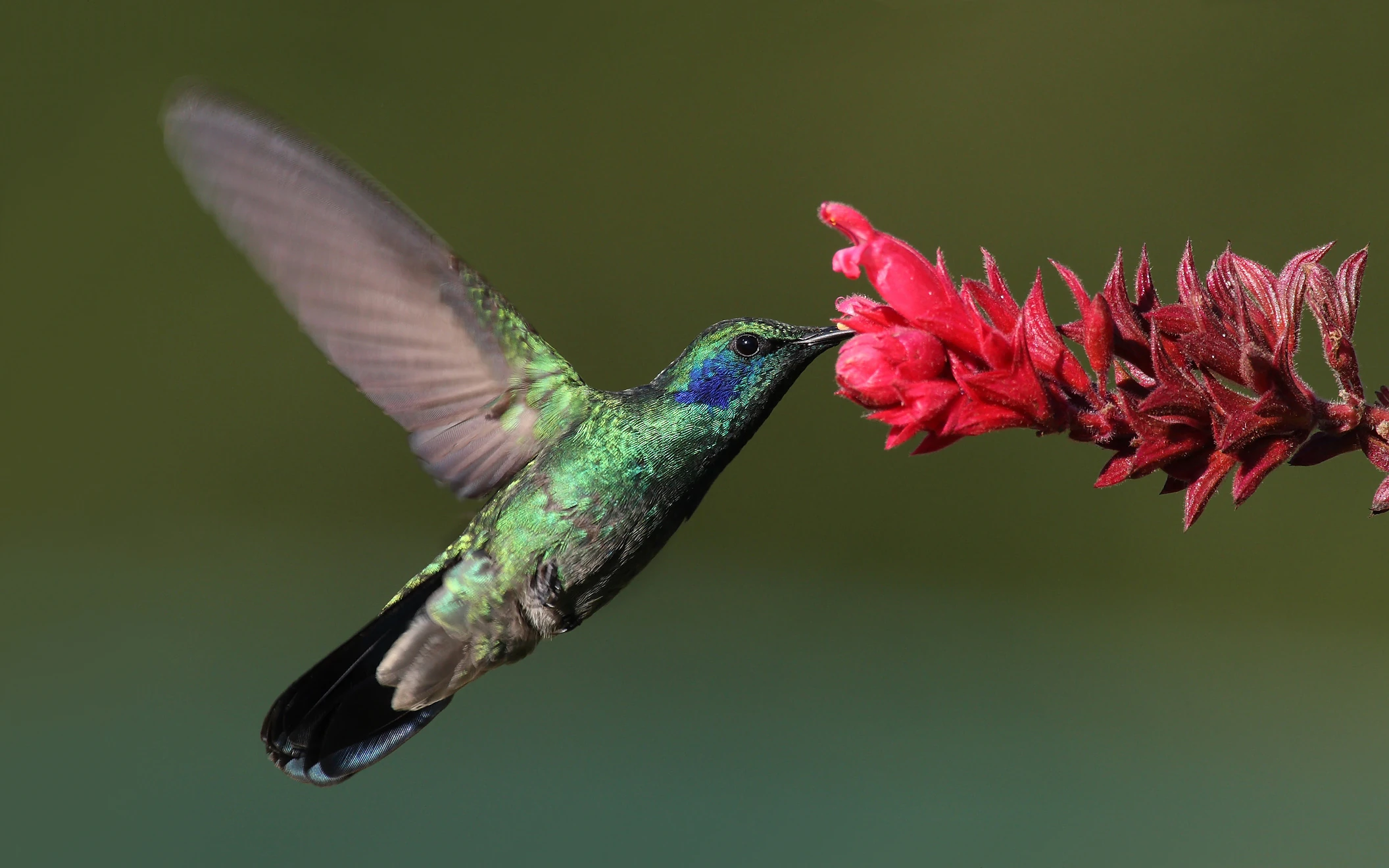 Is a Hummingbird a Perching Bird? Surprising Facts Revealed