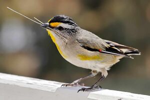 Pardalotus with nesting material