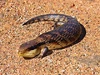 Blue-toungued skink444