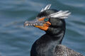 Double-Crested Cormorant - Explore -29 4-9-11.jpg