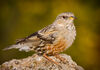 Alpine accentor saganta